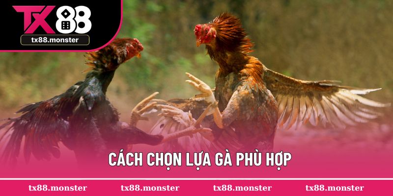 Cách chọn lựa gà phù hợp