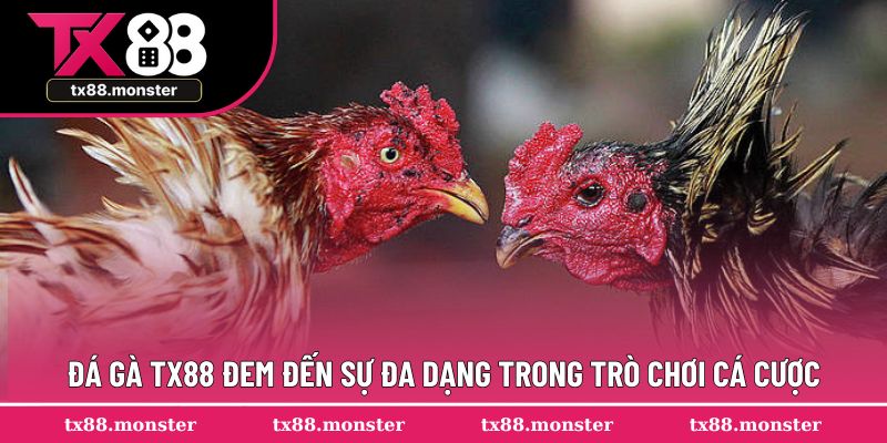 Đá gà TX88 đem đến sự đa dạng trong trò chơi cá cược