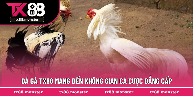 Đá gà TX88 mang đến không gian cá cược đẳng cấp