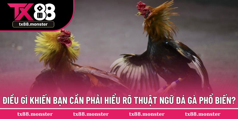 Điều gì khiến bạn cần phải hiểu rõ thuật ngữ đá gà phổ biến?