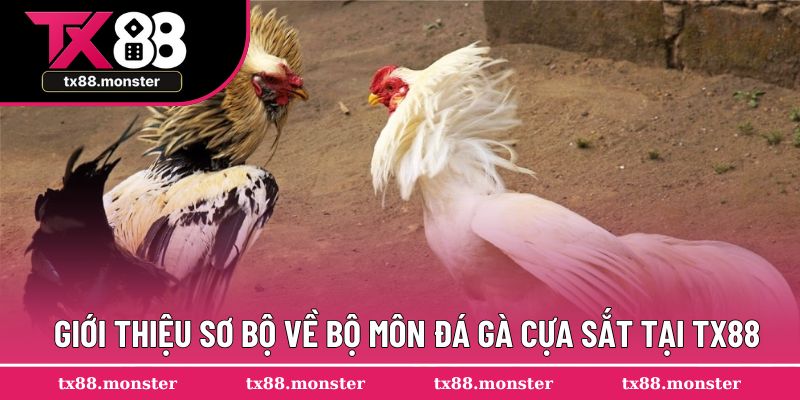 Giới thiệu sơ bộ về bộ môn đá gà cựa sắt tại TX88