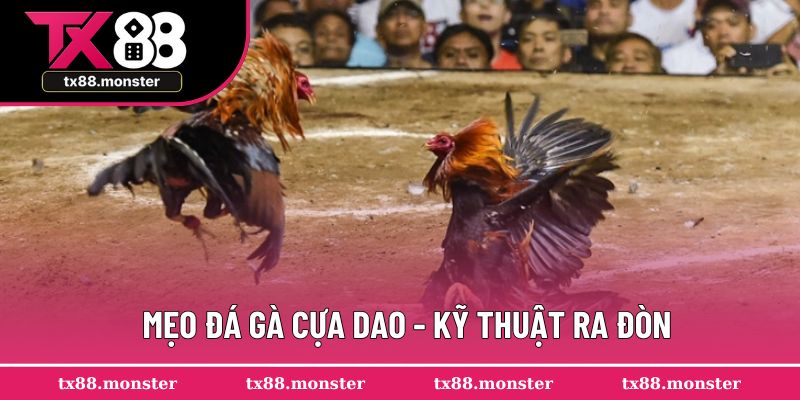 Mẹo đá gà cựa dao - Kỹ thuật ra đòn
