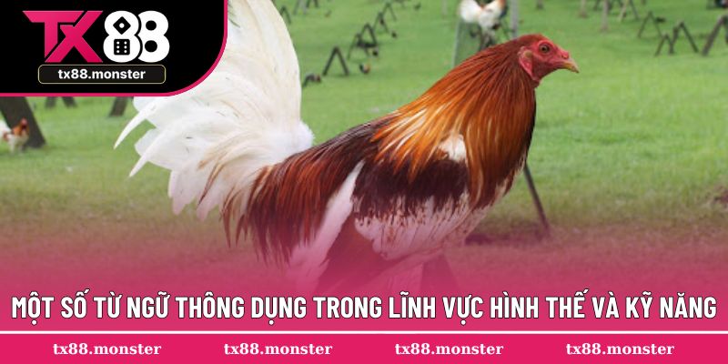 Một số từ ngữ thông dụng trong lĩnh vực hình thế và kỹ năng