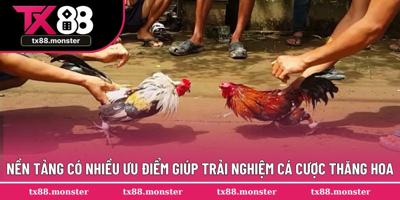 Nền tảng có nhiều ưu điểm giúp trải nghiệm cá cược thăng hoa