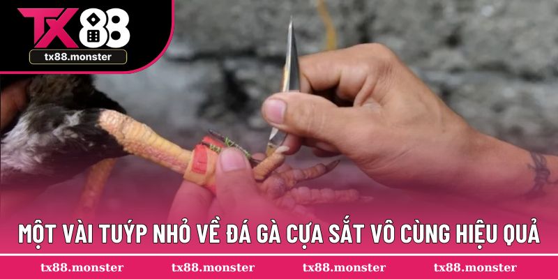 Một vài tuýp nhỏ về đá gà cựa sắt vô cùng hiệu quả