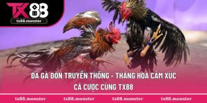 Đá Gà Đòn Truyền Thống - Thăng Hoa Cảm Xúc Cá Cược