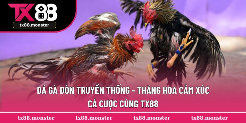Đá Gà Đòn Truyền Thống - Thăng Hoa Cảm Xúc Cá Cược