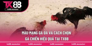 Màu Mạng Gà Đá Cùng Cách Chọn Gà Chiến Hiệu Quả Tại TX88
