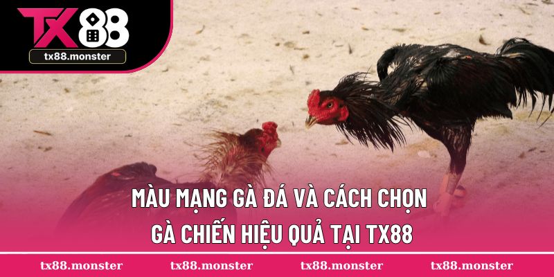Màu Mạng Gà Đá Cùng Cách Chọn Gà Chiến Hiệu Quả Tại TX88
