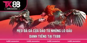 Mẹo Đá Gà Cựa Dao Từ Những Đấu Trường Danh Tiếng