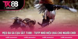Mẹo Đá Gà Cựa Sắt TX88 - Hỗ Trợ Tốt Nhất Hành Trình Của Bạn