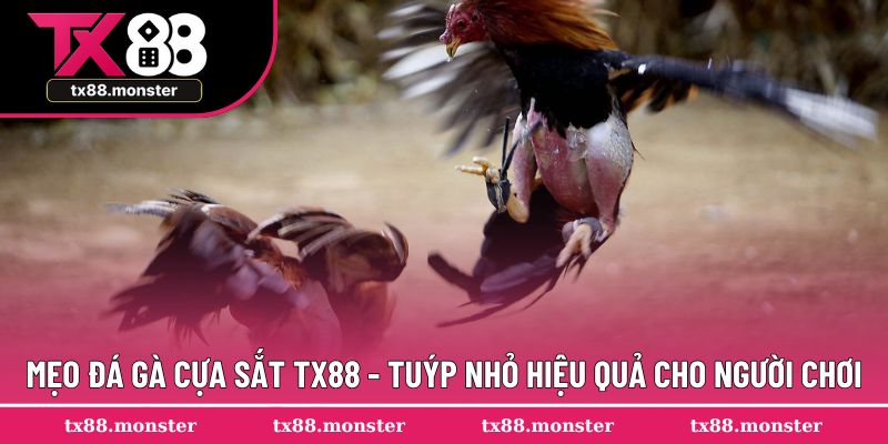 Mẹo Đá Gà Cựa Sắt TX88 - Hỗ Trợ Tốt Nhất Hành Trình Của Bạn