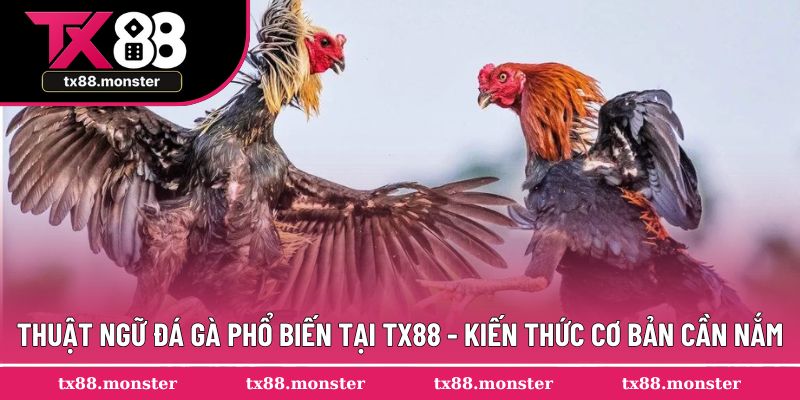 Thuật Ngữ Đá Gà Phổ Biến TX88 - Ngôn Ngữ Chuyên Ngành